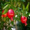 Indoor Bonsai, Dwarf Pomegranate, Flowers, Edible Fruits, Broom Style view 2