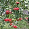 Indoor Bonsai, Dwarf Pomegranate, Flowers, Edible Fruits, Broom Style view 3