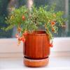 Indoor Bonsai, Dwarf Pomegranate, Flowers, Edible Fruits, Broom Style view 4