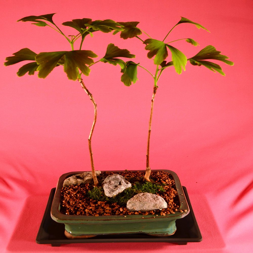 Deciduous Bonsai, Ginkgo, Mini Forest Style, Turn Golden Yellow Leaves in Fall, 5 Years Old
