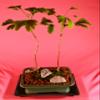 Deciduous Bonsai, Ginkgo, Mini Forest Style, Turn Golden Yellow Leaves in Fall, 5 Years Old view 1