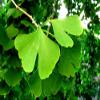 Deciduous Bonsai, Ginkgo, Mini Forest Style, Turn Golden Yellow Leaves in Fall, 5 Years Old view 2