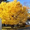 Deciduous Bonsai, Ginkgo, Mini Forest Style, Turn Golden Yellow Leaves in Fall, 5 Years Old view 3