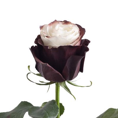 Bloomingmore | Fresh Cut Flowers | Natural White and Mocha Roses Painted | 50 Stems - 20 in | Home, Office, Wedding Decor, DIY, Party Event, Housewarming, Teacher and Engagement