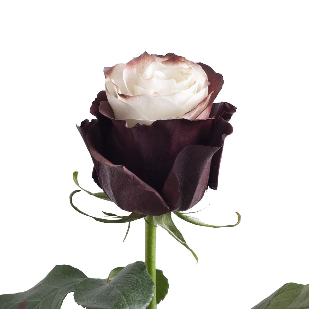 Bloomingmore | Fresh Cut Flowers | Natural White and Mocha Roses Painted | 50 Stems - 20 in | Home, Office, Wedding Decor, DIY, Party Event, Housewarming, Teacher and Engagement