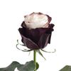 Bloomingmore | Fresh Cut Flowers | Natural White and Mocha Roses Painted | 50 Stems - 20 in | Home, Office, Wedding Decor, DIY, Party Event, Housewarming, Teacher and Engagement view 1