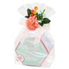 Mignon Hex BOX-S view 4
