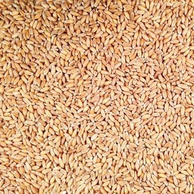 100% Organic Hulled Spelt Berries; Bulk