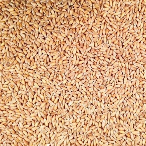 100% Organic Hulled Spelt Berries; Bulk
