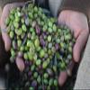 Laconiko Ultra Premium Extra Virgin Olive Oil (Blood Orange) view 3