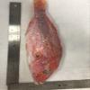 1-2lb each, Snapper Whole Fish (10lbs per order) view 1