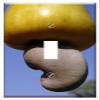 Switch Plate Single Toggle - Cashew Nuts Fruit Tree Anacardiaceae Mango Family view 1
