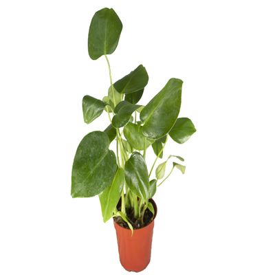 Monstera Split Leaf - 4" from California Tropicals