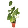 Monstera Split Leaf - 4" from California Tropicals view 1