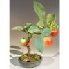 Artificial Apple Bonsai Tree view 1