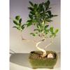 Ficus Retusa Bonsai Tree - Small Curved Trunk Style view 1