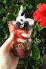 Apricot, Blueberry, Coconut & Macadamia Nut Granola (2 Pack) view 4