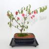 Bonsai Indoor, Powder Puff, 6 Years Old, Pink Flowers, Broom Style view 1