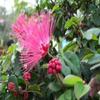 Bonsai Indoor, Powder Puff, 6 Years Old, Pink Flowers, Broom Style view 2