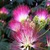 Bonsai Indoor, Powder Puff, 6 Years Old, Pink Flowers, Broom Style view 3