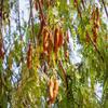 BSD Organics Spicy Tamarind/Imalee/Puli/Sintha Pandu (200 Gram) view 3