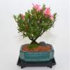 Indoor Bonsai, Azalea Chinzan, 6 Years Old, Flowers, Broom Style. view 1