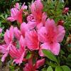 Indoor Bonsai, Azalea Chinzan, 6 Years Old, Flowers, Broom Style. view 2