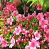 Indoor Bonsai, Azalea Chinzan, 6 Years Old, Flowers, Broom Style. view 3