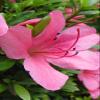 Indoor Bonsai, Azalea Chinzan, 6 Years Old, Flowers, Broom Style. view 4