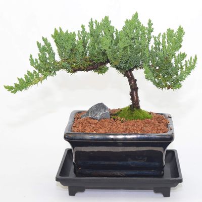 Japanese Juniper, Traditional Bonsai, Windswept Style, 4 Years Old.