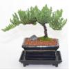 Japanese Juniper, Traditional Bonsai, Windswept Style, 4 Years Old. view 1