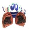 Candied Plums with Cocoa Cream and Chocolate, Polish Prunes, Sliwka Naleczowska Big Candy Box 3 kg | 6.6 lb view 2