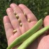 Bulk Red Beans Organically Grown in Michigan, USDA Organic Certified, Non-GMO, Farmer Direct, Gluten Free, Vegan, Frijoles Rojos, Dry 25 Lbs Total // Findlay's Organics view 3