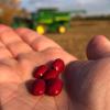 Bulk Red Beans Organically Grown in Michigan, USDA Organic Certified, Non-GMO, Farmer Direct, Gluten Free, Vegan, Frijoles Rojos, Dry 25 Lbs Total // Findlay's Organics view 4