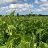 Bulk Navy Beans Organically Grown in Michigan, USDA Organic Certified, Non-GMO, Farmer Direct, Gluten Free, Vegan, Dry 25 Lbs Total // Findlay's Organics view 2