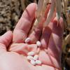 Bulk Navy Beans Organically Grown in Michigan, USDA Organic Certified, Non-GMO, Farmer Direct, Gluten Free, Vegan, Dry 25 Lbs Total // Findlay's Organics view 3
