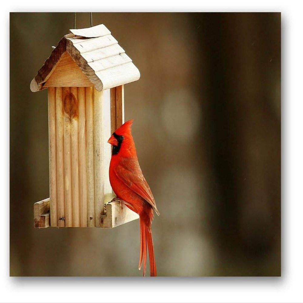 Small World Greetings Single Cardinal Note Cards 12 Count - Blank Inside with White Envelopes - A2 Size 5.5" x 4.25" - All Occasions - Bird Stationery - Birthday, Thank You, and More