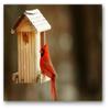 Small World Greetings Single Cardinal Note Cards 12 Count - Blank Inside with White Envelopes - A2 Size 5.5" x 4.25" - All Occasions - Bird Stationery - Birthday, Thank You, and More view 1