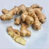 Kejora Premium Fresh Ginger Root 2 LBS view 1