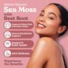 Atlantic Naturals Sea Moss with Beet Root Capsules - Premium Quality Multivitamin Supplement - Sea Moss Superfood to Support Immune Health, Blood Flow, Joint Health & Athletic Performance - 120 ct view 2
