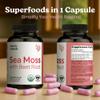 Atlantic Naturals Sea Moss with Beet Root Capsules - Premium Quality Multivitamin Supplement - Sea Moss Superfood to Support Immune Health, Blood Flow, Joint Health & Athletic Performance - 120 ct view 3