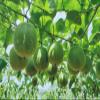 The Mix Superfoods, Monk Fruit PURE, NO erythritol, NO artificial, JUST monk fruit 100% (100 g) view 3