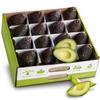 A Gift Inside Branch to Box 16 Count Avocado Box view 1