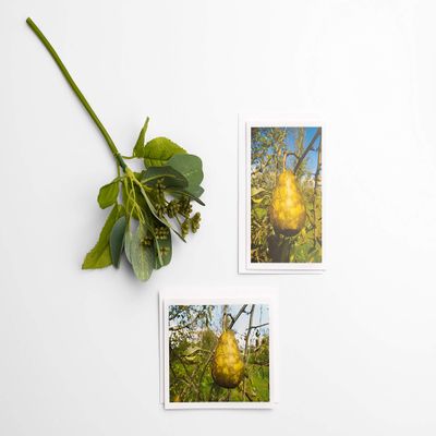 12 Pack of All Occasion Assorted Note Cards with Envelopes - blank inside with white envelopes Any Occasion Note Cards (Pears)
