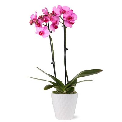 From You Flowers - Pink Vibrance Orchid for Birthday, Anniversary, Get Well or Celebration