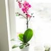 From You Flowers - Pink Vibrance Orchid for Birthday, Anniversary, Get Well or Celebration view 2