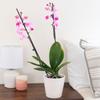 From You Flowers - Pink Vibrance Orchid for Birthday, Anniversary, Get Well or Celebration view 3