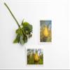 Assorted Note Cards with Envelopes - blank inside with white envelopes Any Occasion Note Cards - 5 PACK (Mountain Views) view 2