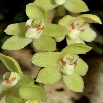 Leafless Orchid Chiloschista segawai, pale green or yellow flowers