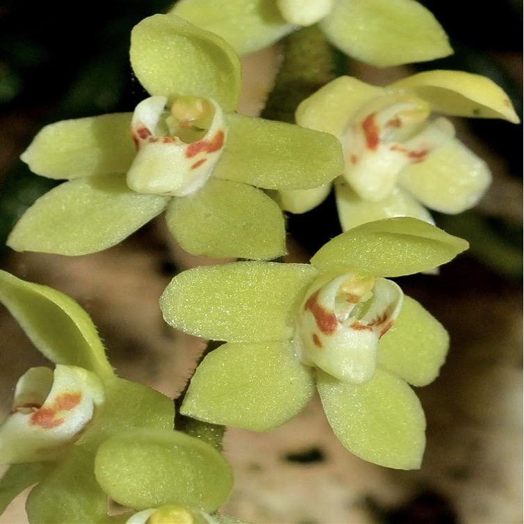 Leafless Orchid Chiloschista segawai, pale green or yellow flowers